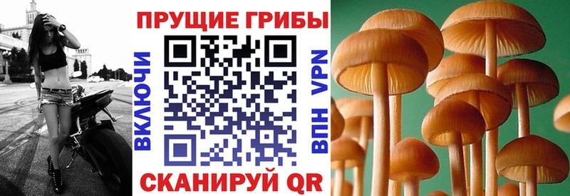 продажа наркотиков  Новоульяновск  Псилоцибиновые грибы мухоморы 